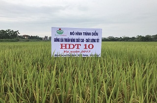 ruong hdt10